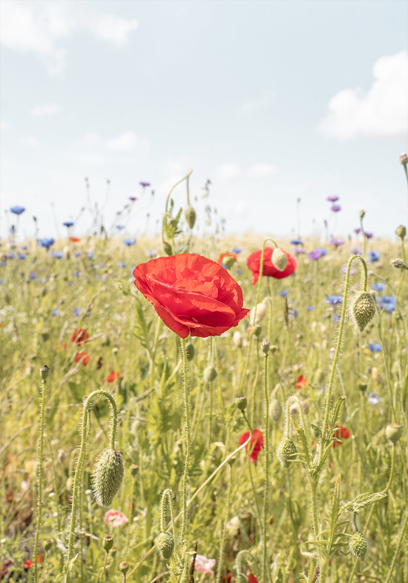 Poppy Flower (NEW) - Posterbox