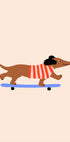 Dachshund on Skateboard (NEW) - Posterbox