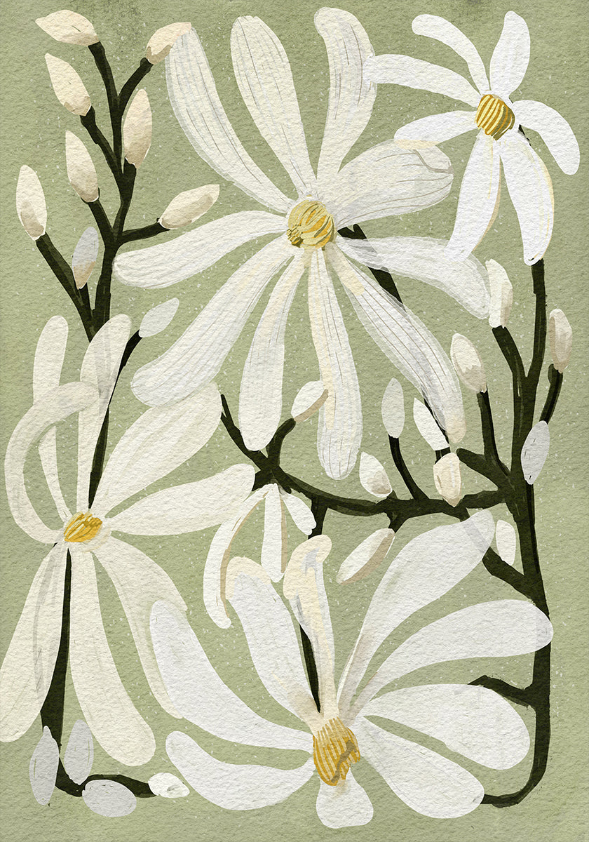 Flores de magnolia estrella sobre fondo de salvia Póster