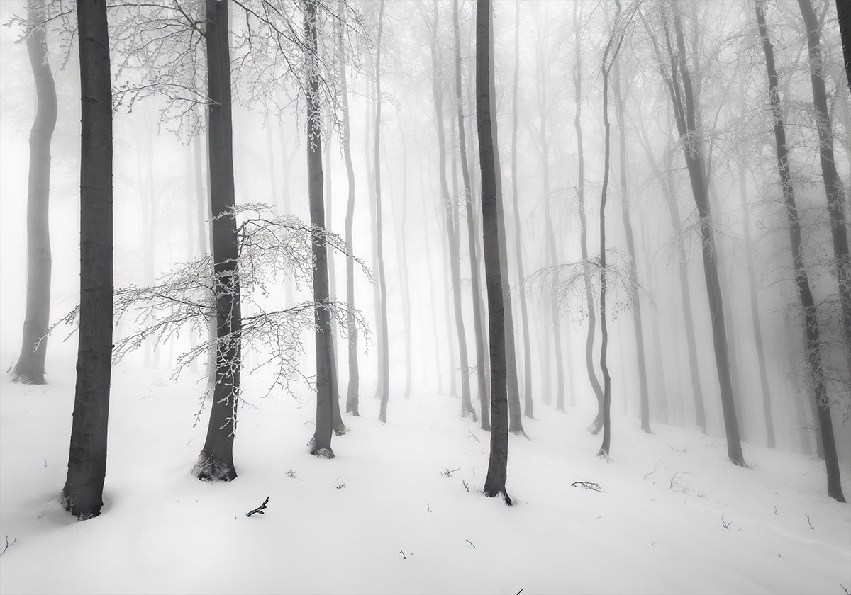 Póster Silencio del bosque