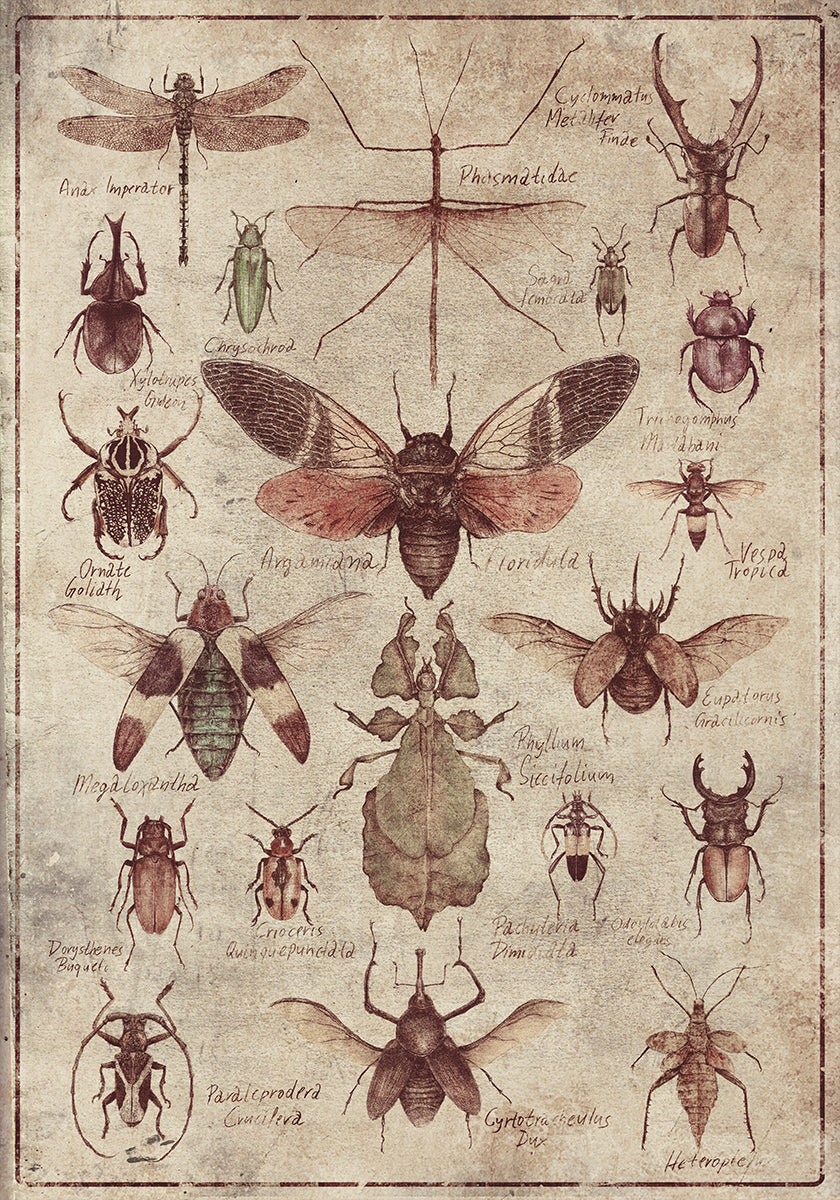 Insectos de estilo vintage Póster