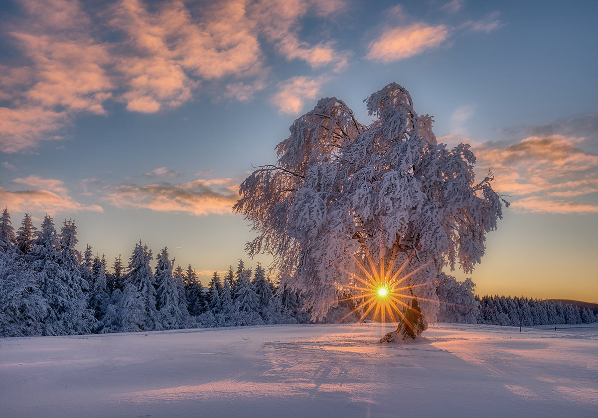 cartel de la estrella de la mañana