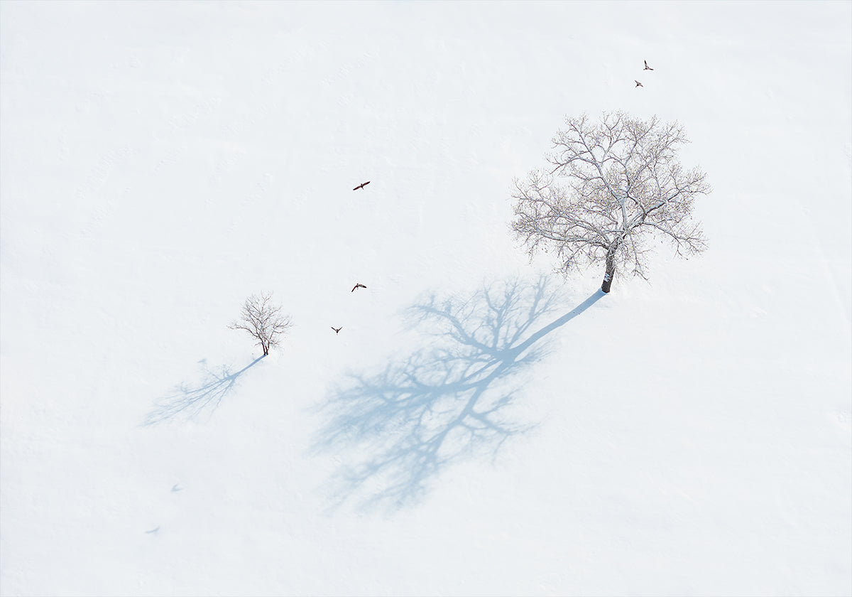 Póster Sombras de árboles y pájaros.