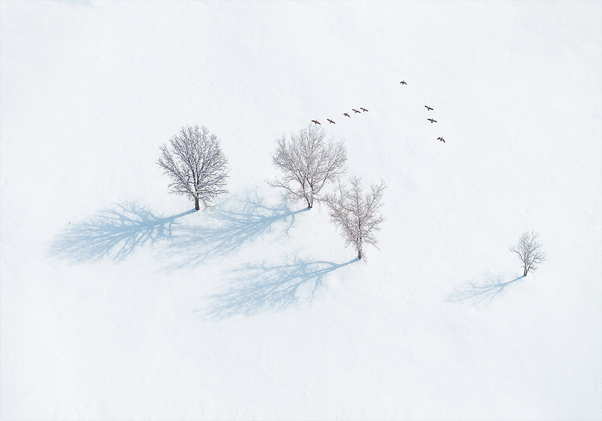 Póster Árboles y pájaros