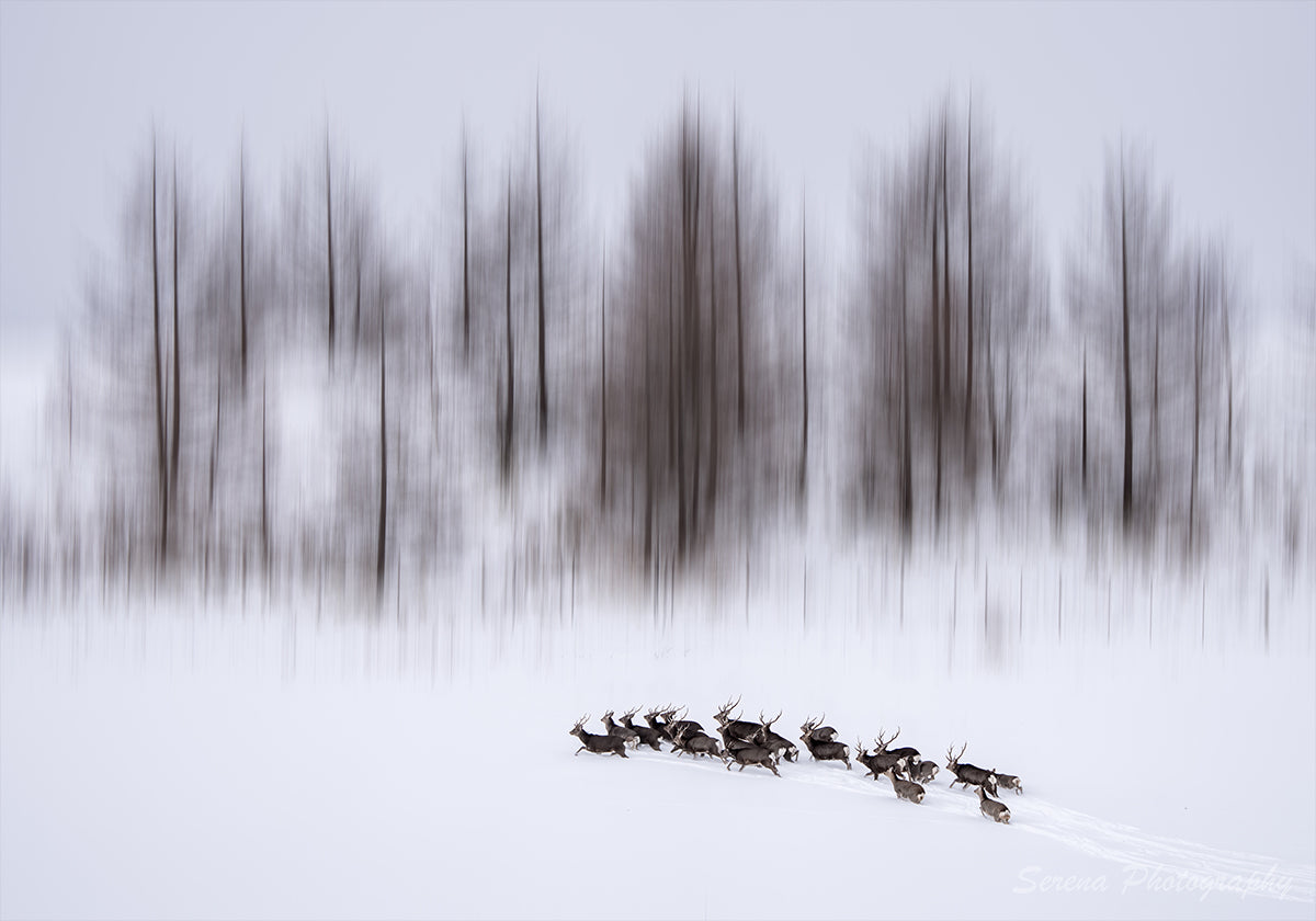 Póster Invierno en Hokkaido
