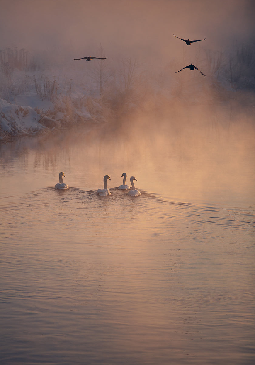 Donde no llegó la niebla Póster