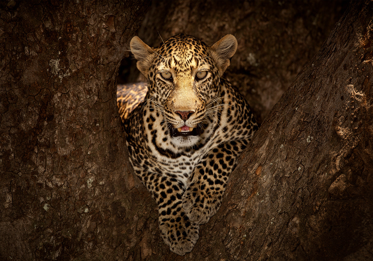 Leopardo descansando sobre un árbol en Masai Mara