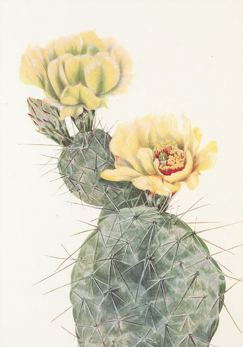 Nopal de Missouri de flores silvestres de América del Norte (1925) de Mary Vaux Walcott. Póster