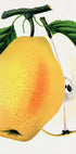 Kiefer's Hybrid Pear Lithograph (NEW) - Posterbox
