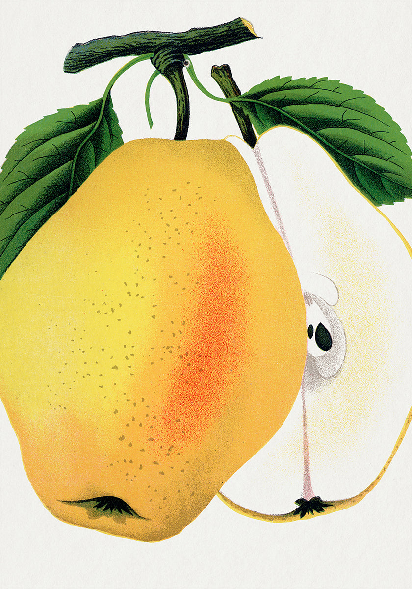 Kiefer's Hybrid Pear Lithograph (NEW) - Posterbox