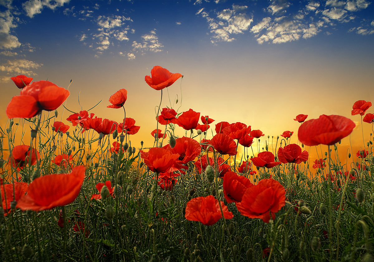 Amapolas Póster
