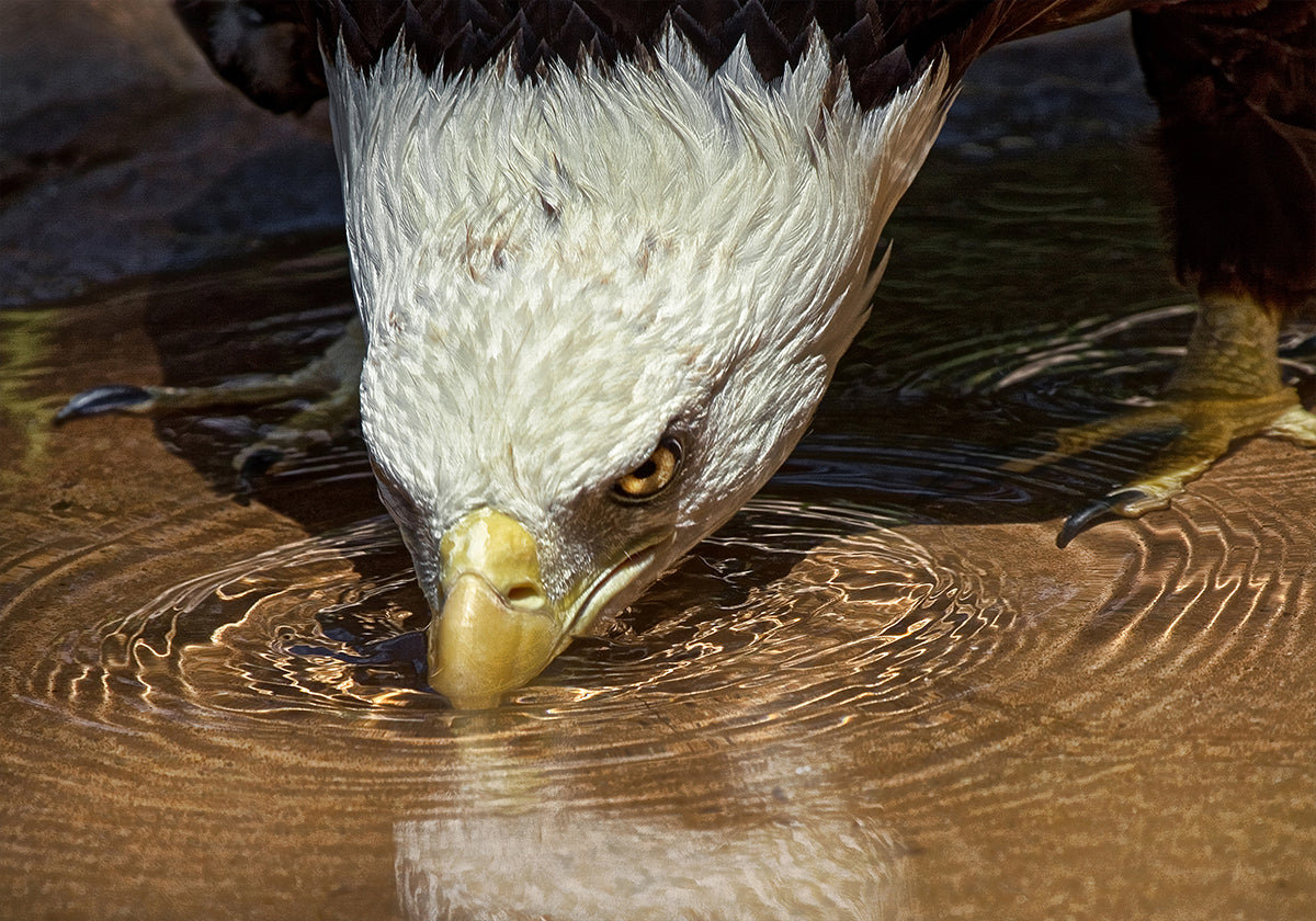 Bebida fría en un día caluroso Póster
