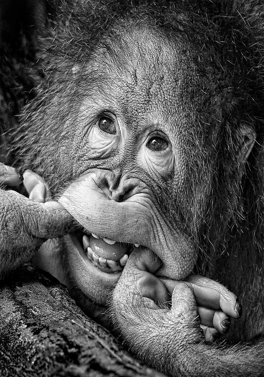 Gran sonrisa... por favor Póster