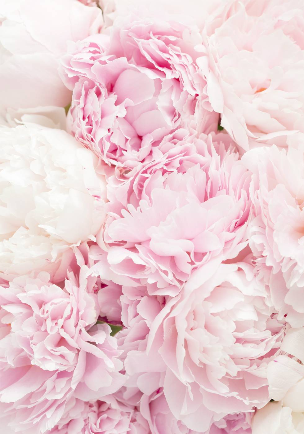 Pink Peony Dream Plakat - Posterbox.no