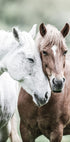 Wild Horses Close Up Plakat - Posterbox.no
