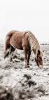 Wild Horse in Field Plakat - Posterbox.no