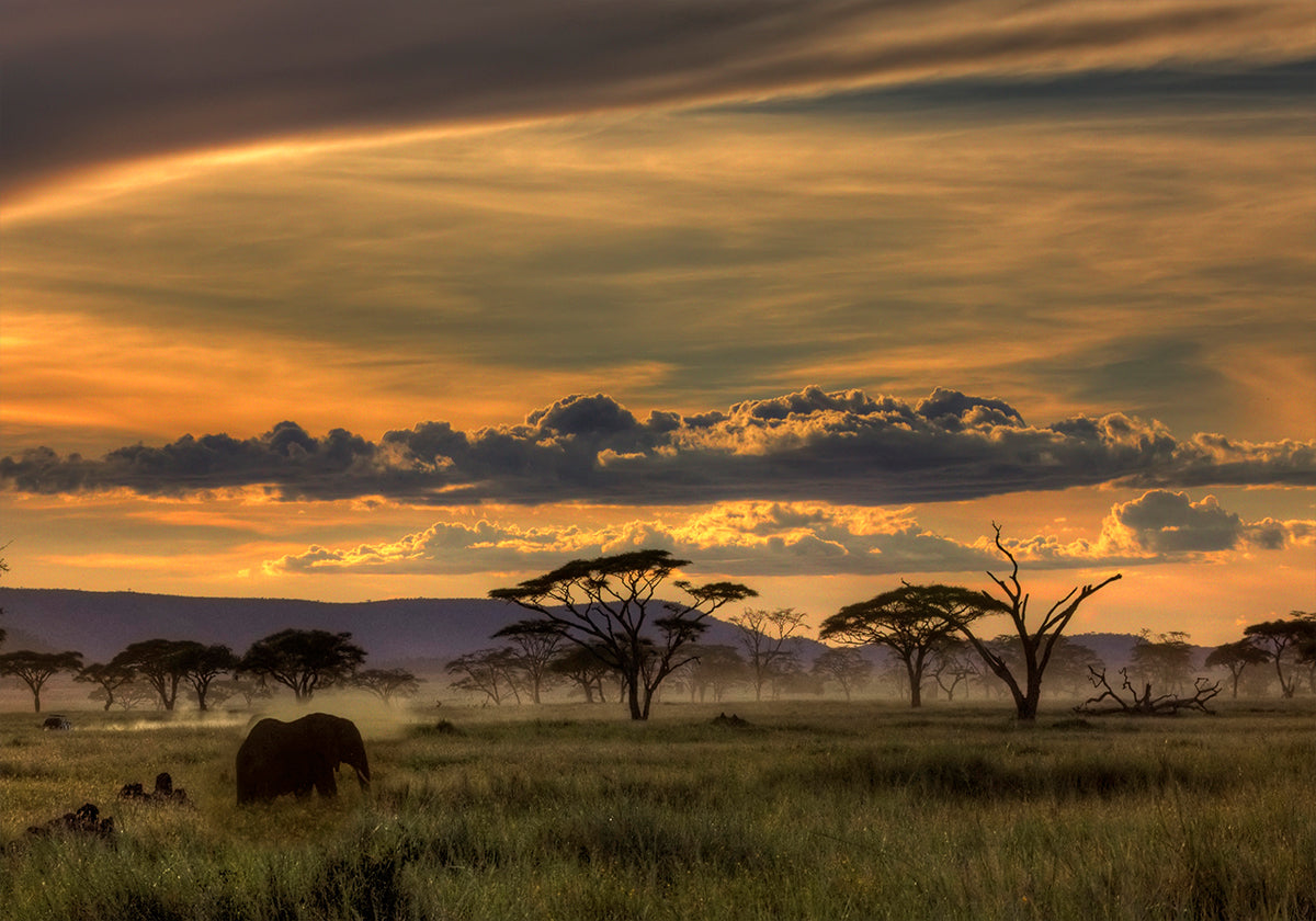 África Póster