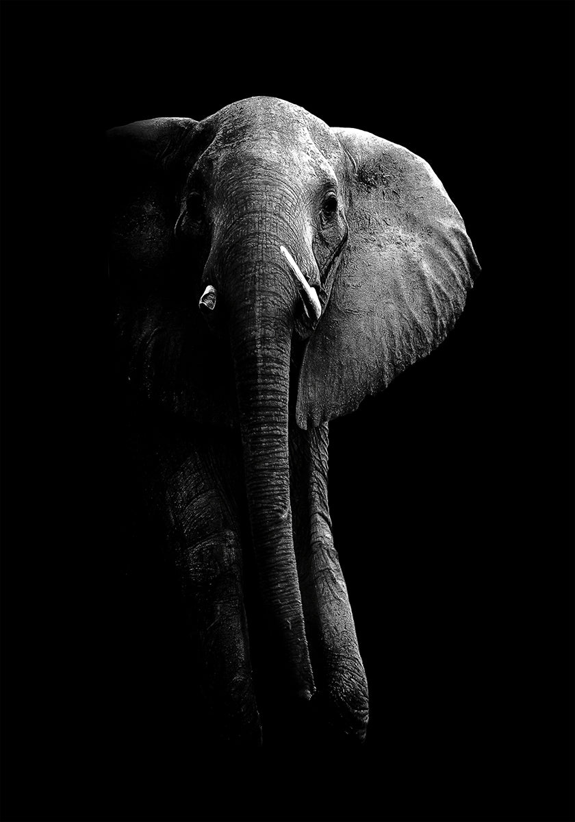 ¡Elefante!