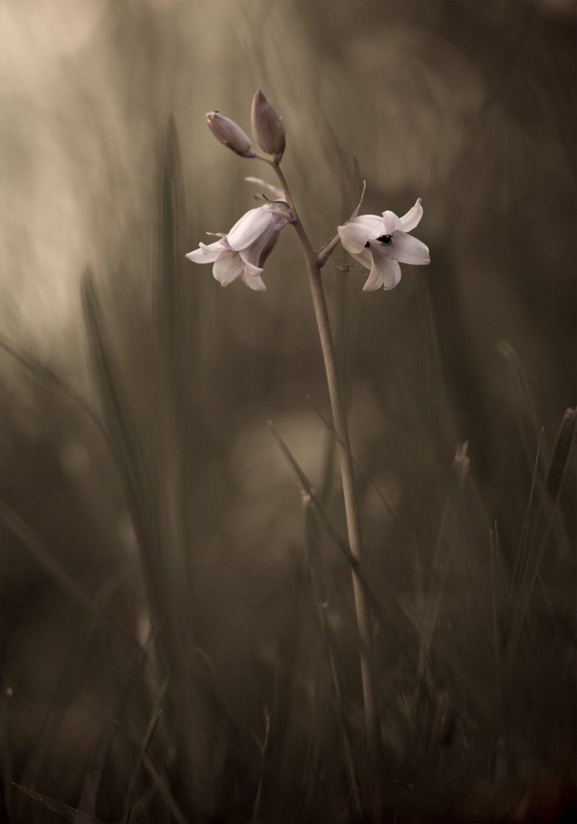 Póster Una pequeña flor en el suelo