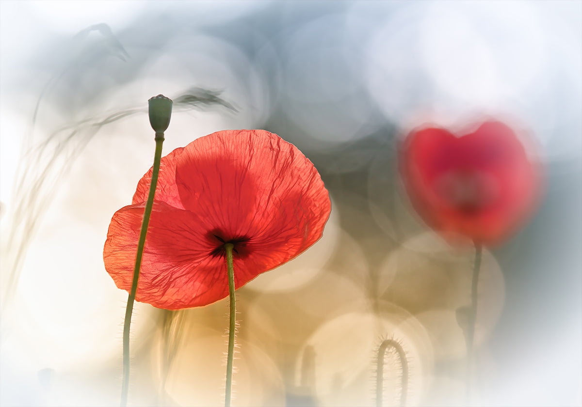 amapolas de la mañana