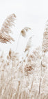 Boho Dried Flowers Plakat - Posterbox.no