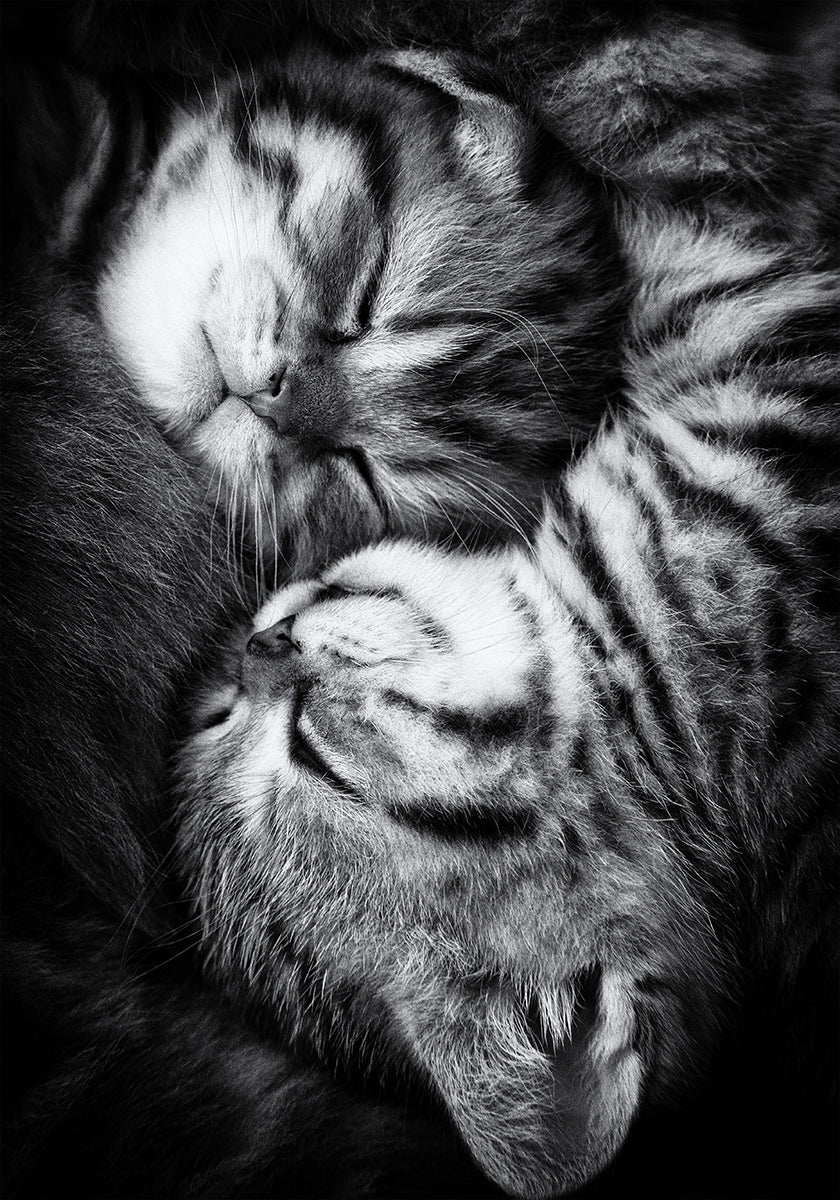 Yin y Yang