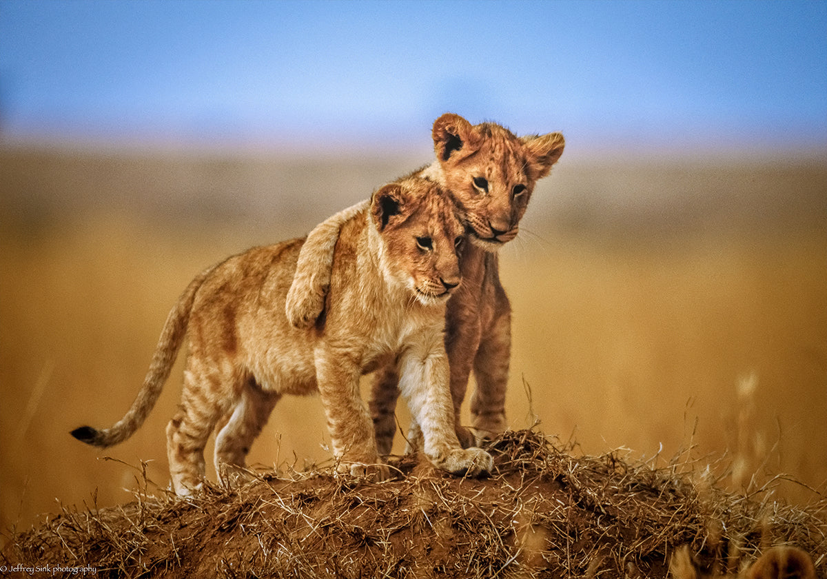 Hermanos de por vida Póster