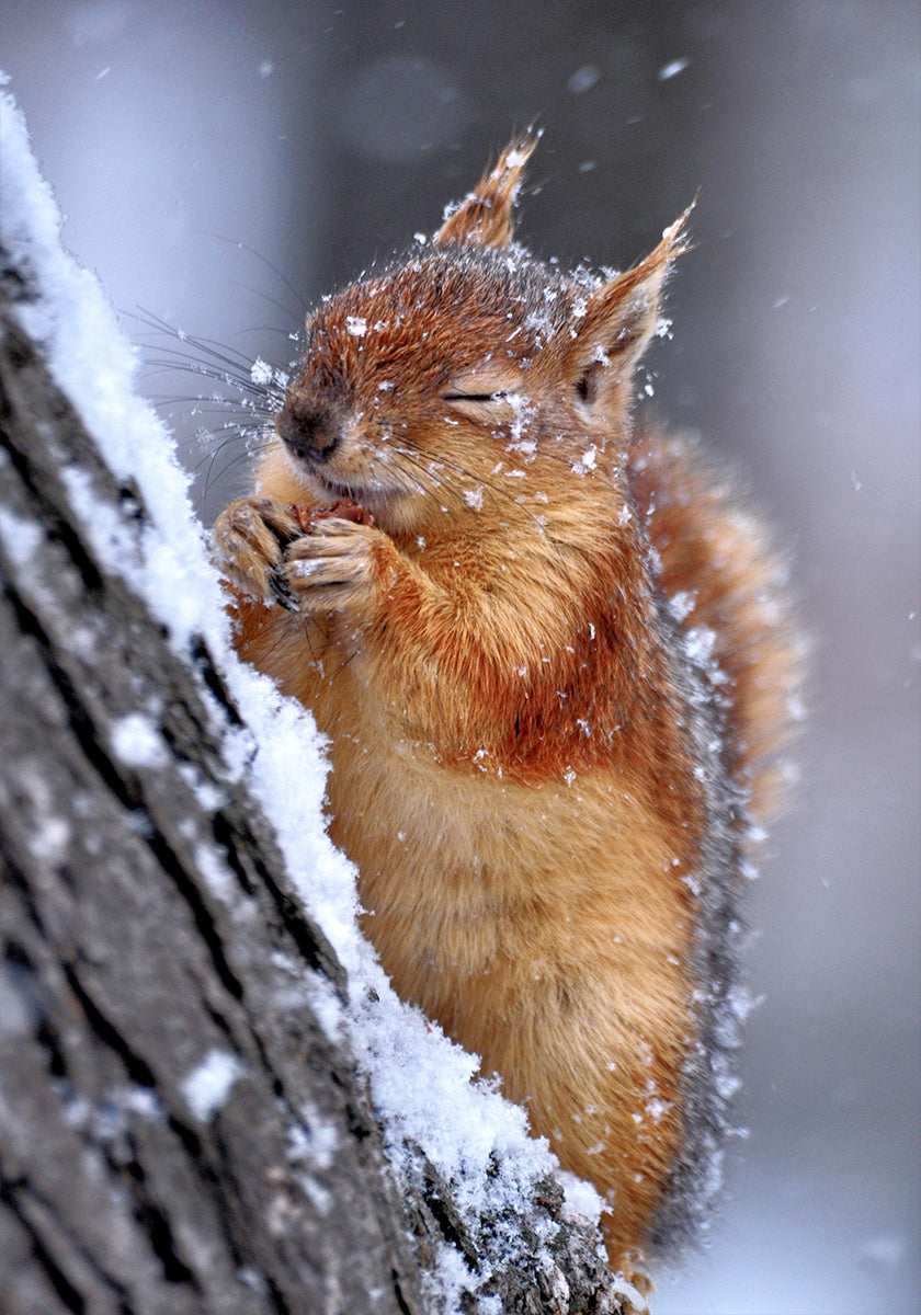 invierno