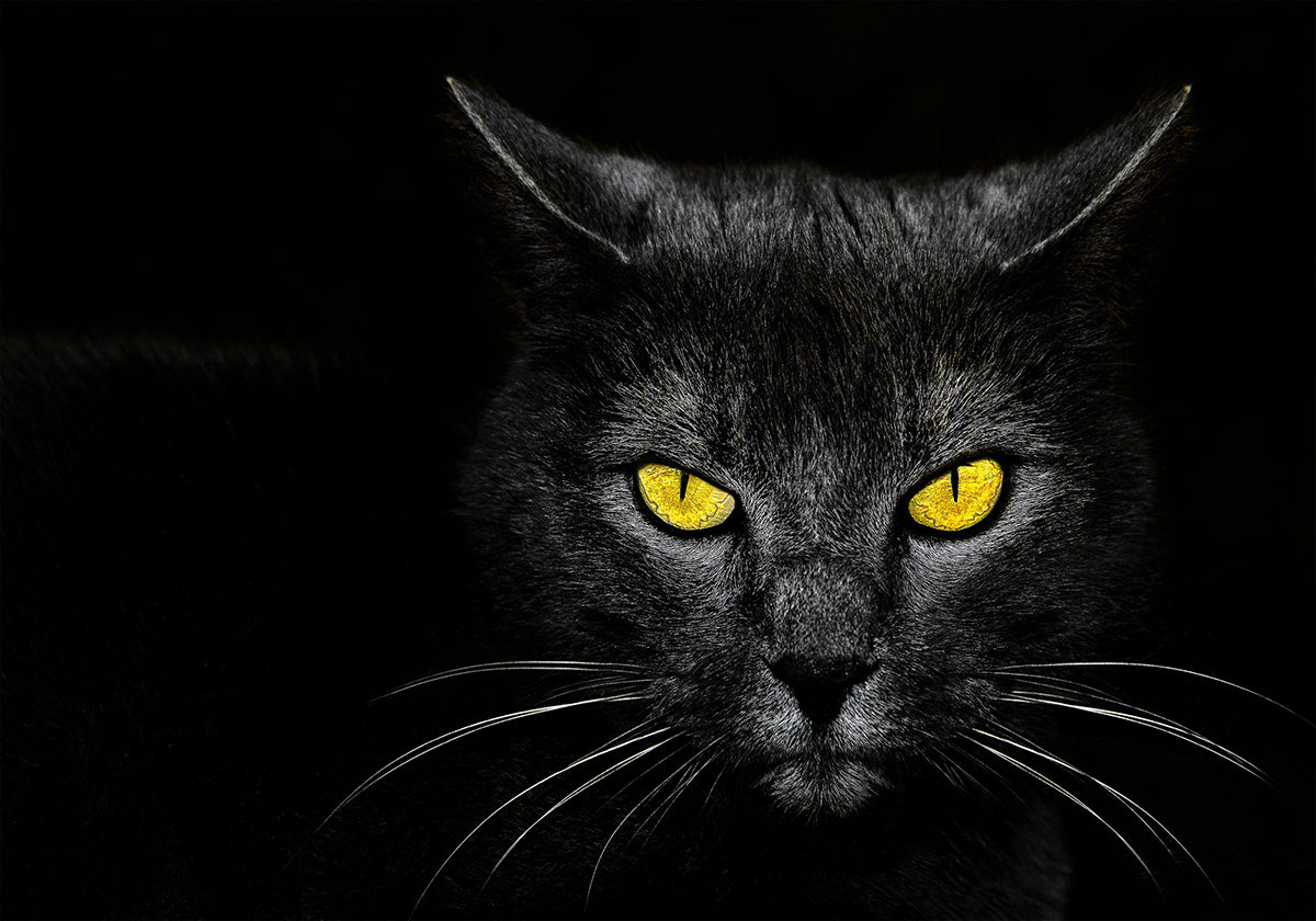 Gato negro Póster