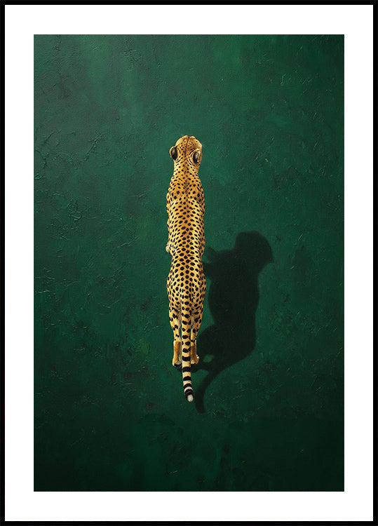 Solitary Cheetah Shadow Poster - Posterbox