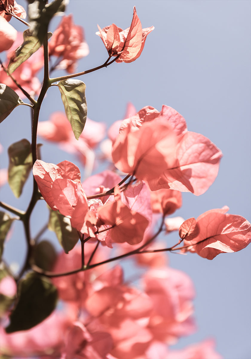 Blossoms in Breeze (NEW) - Posterbox