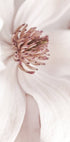 Beige Magnolia Plakat - Posterbox.no