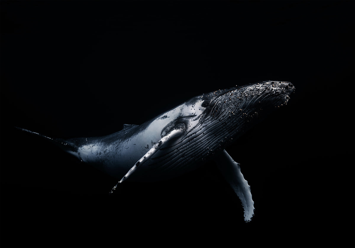 Negro y ballena Póster