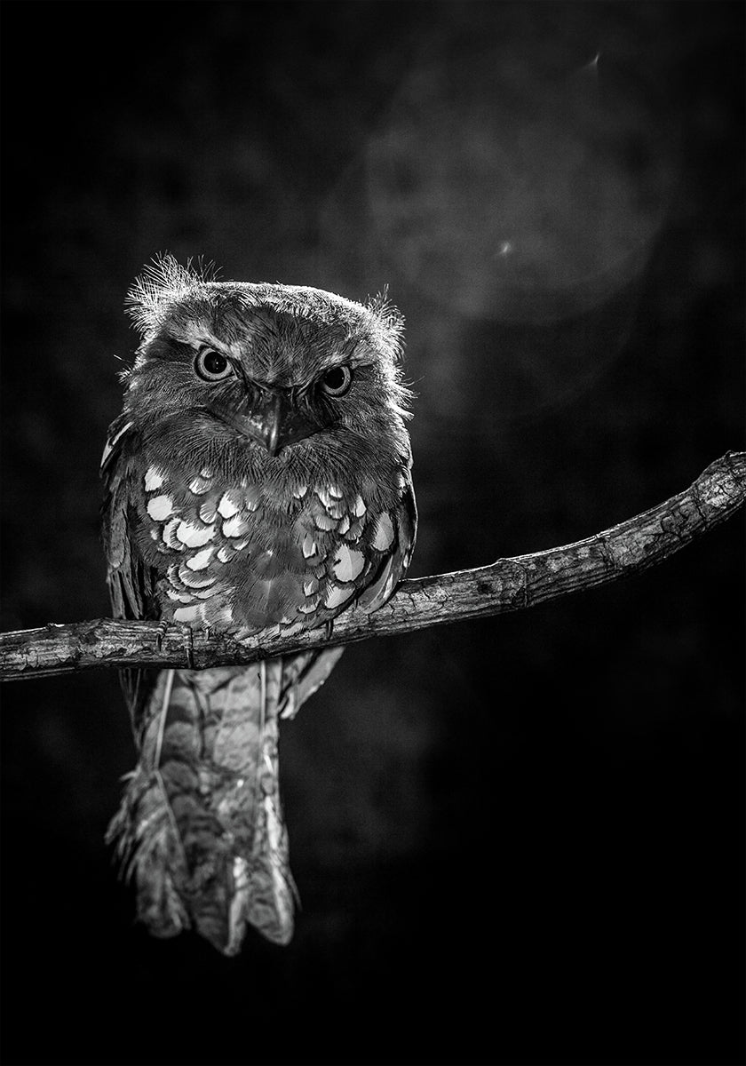 Solo en la noche Póster