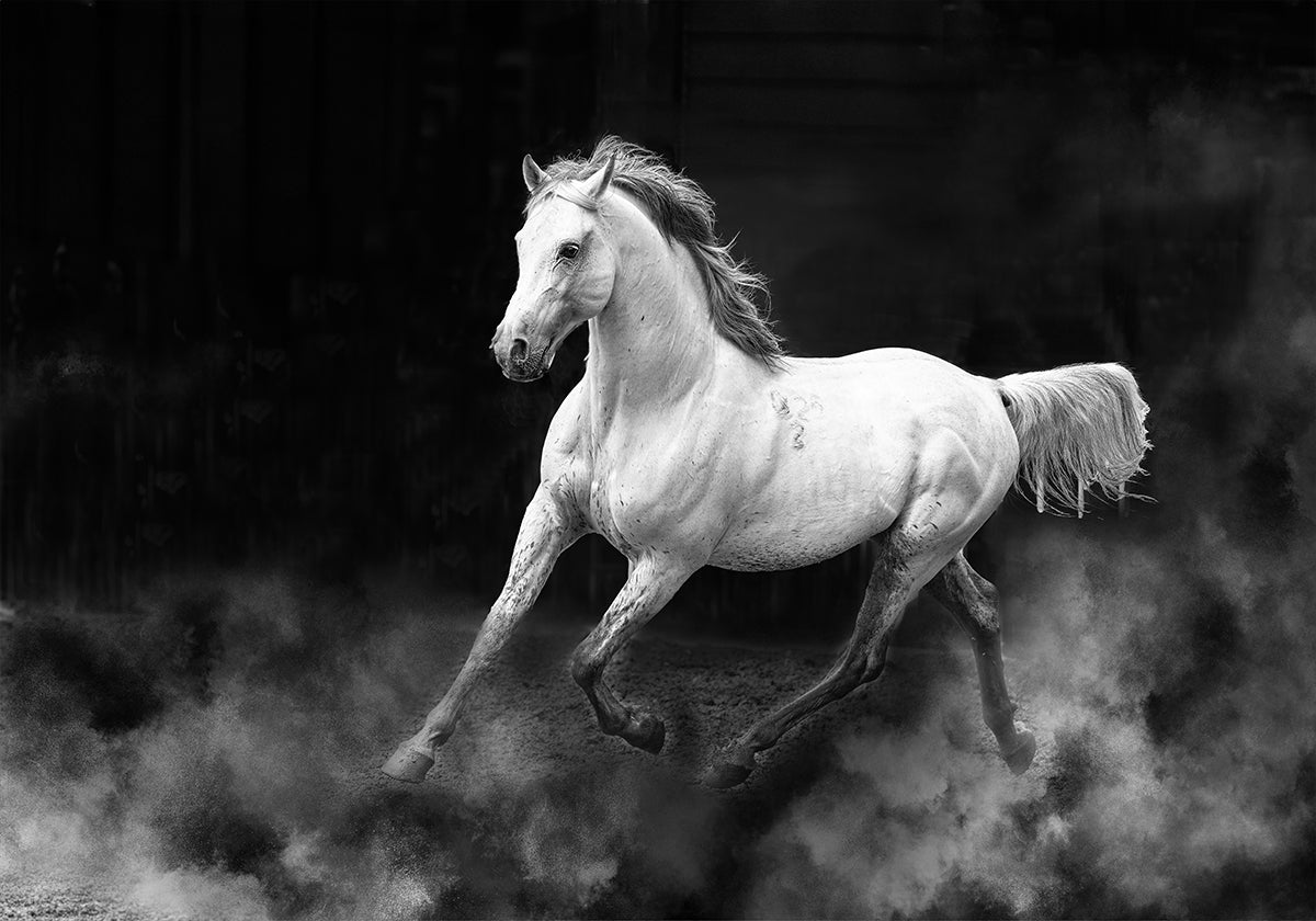 Fergana horse (NEW) - Posterbox