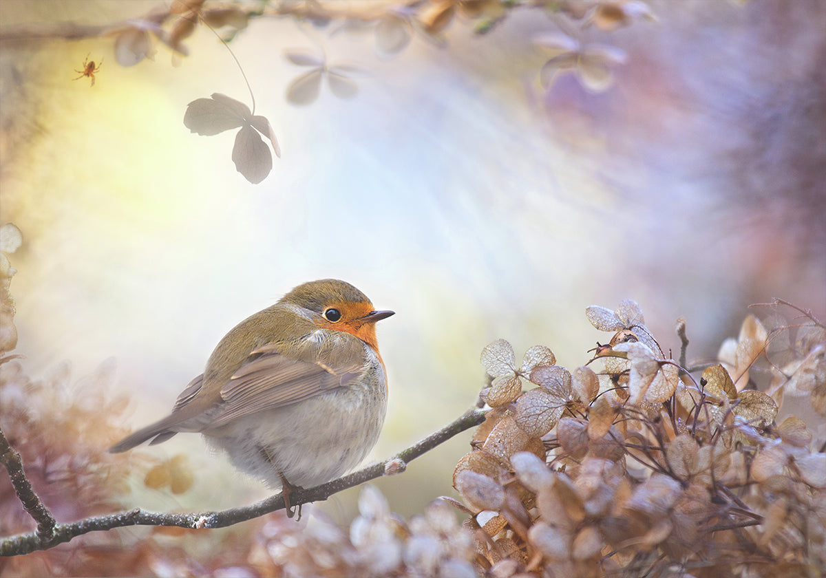 Robin en los sueños