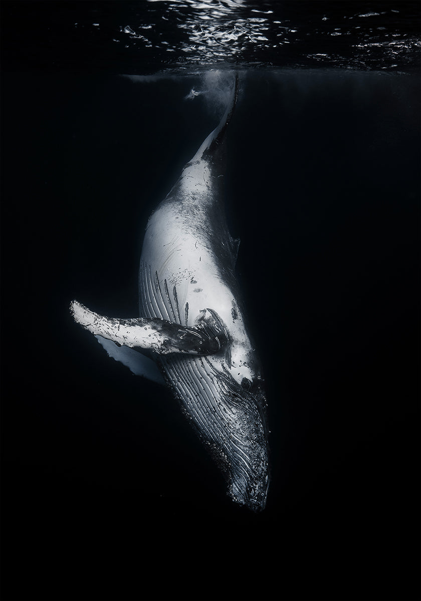 Ballena Negra Póster