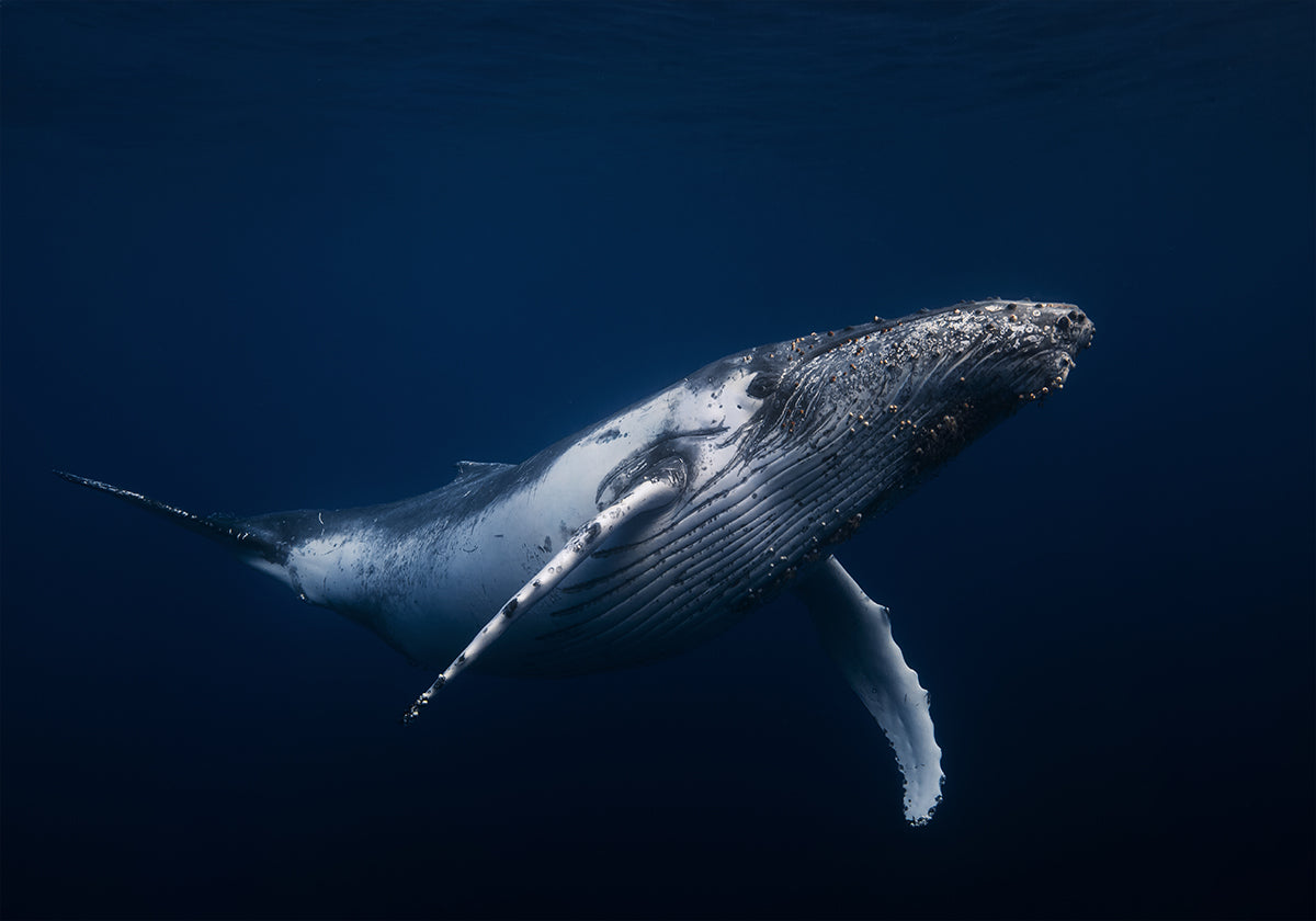 Ballena jorobada en azul Póster
