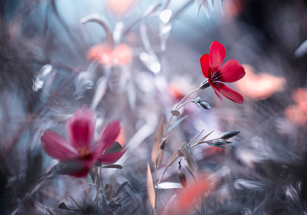 Una flor, una historia