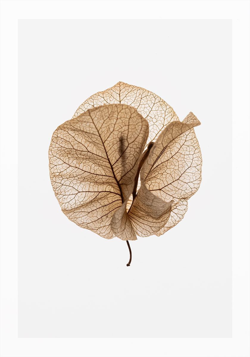 Fragile Glow (NEW) - Posterbox