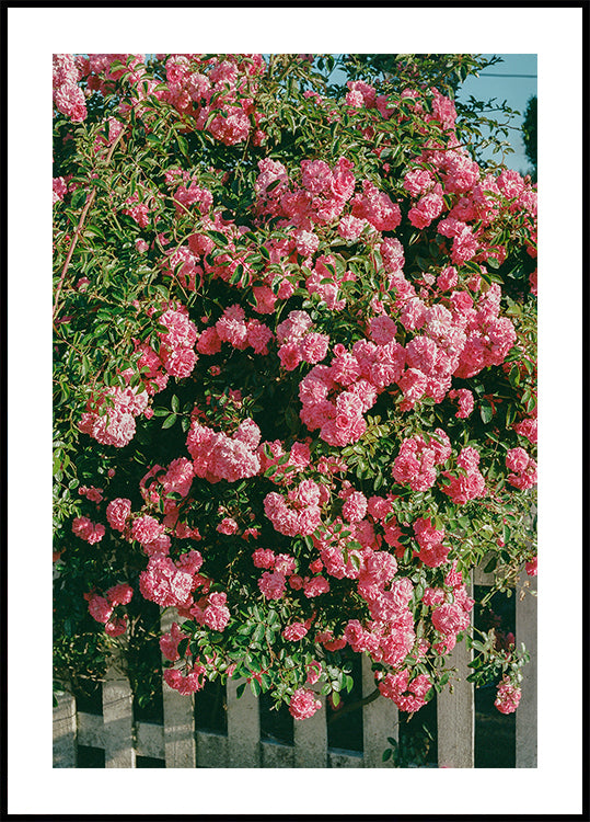 Cannon Beach Blooms (NEW) - Posterbox