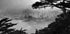 Foggy Morning Central Coast (NEW) - Posterbox