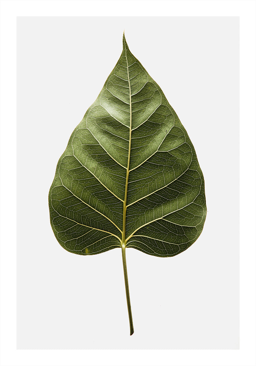 Leaf's Intricate Veins (NEW) - Posterbox