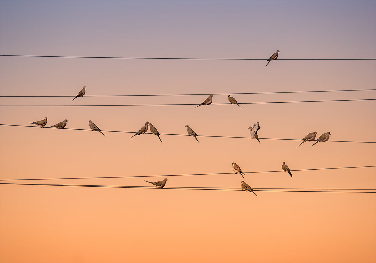 Música de luz