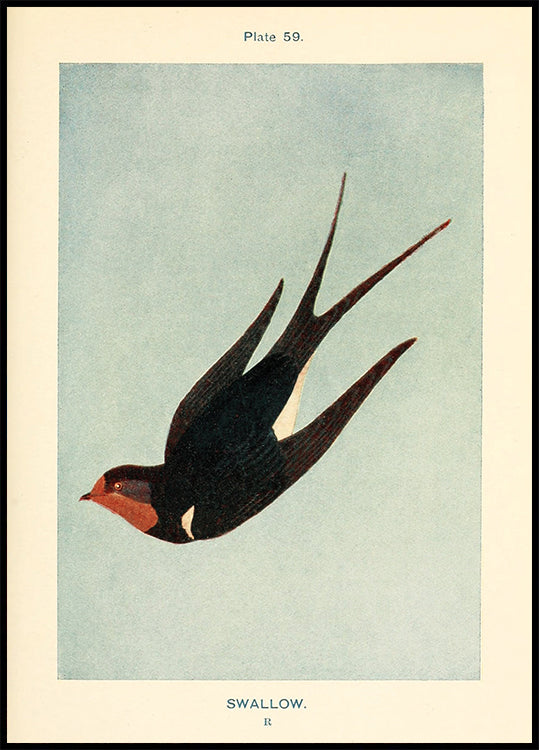 Vintage Swallow Study Poster - Posterbox