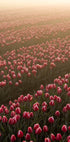 Field of Flowers 1 (NEW) - Posterbox