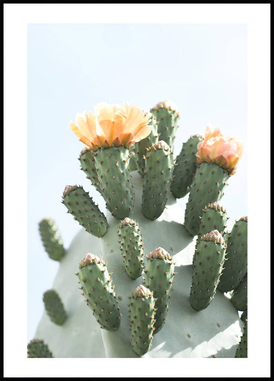 Orange Cactus Flower Plakat - Posterbox.no