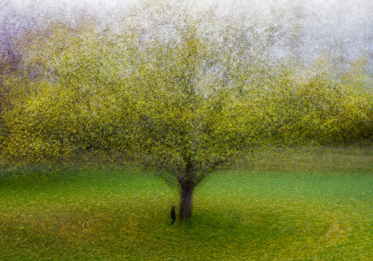 El gato junto al árbol