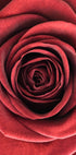 Red Rose Plakat - Posterbox.no