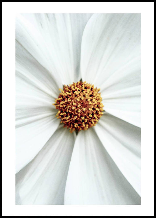 Daisy Close-Up Flower Plakat - Posterbox.no